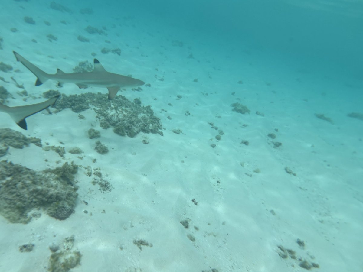 int_lemon's tweet image. 海にサメいたサメ！！