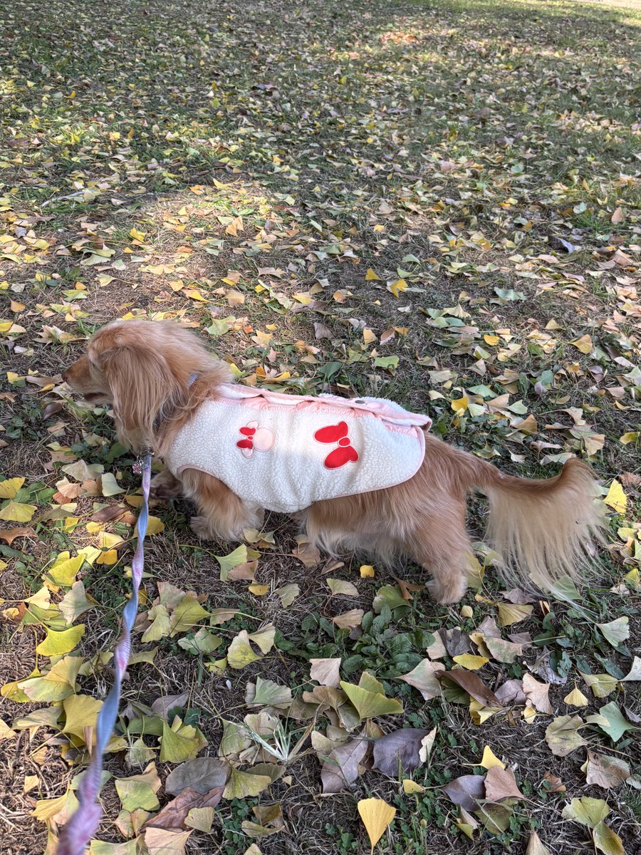 ゆきんこです。 ゆきんこ (@ichi_yukinko) / Posts / X