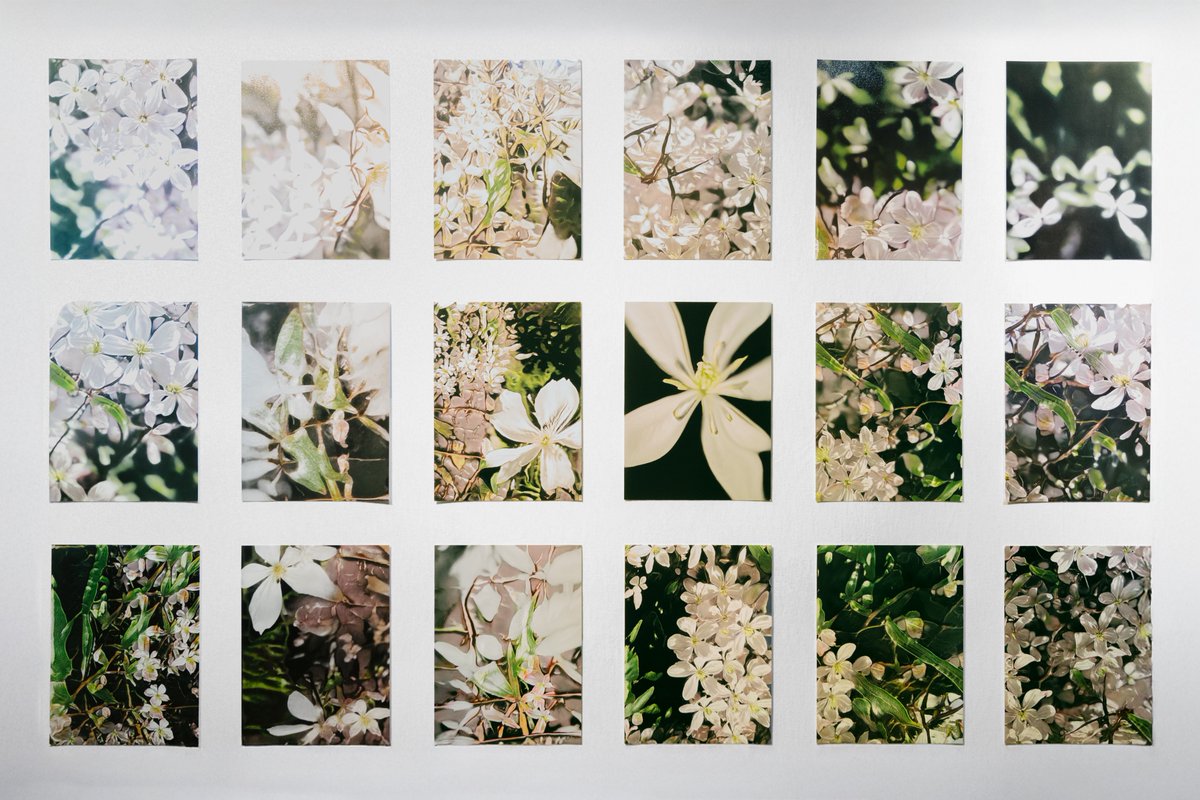 Sofia Crespo 🪸 tweet media