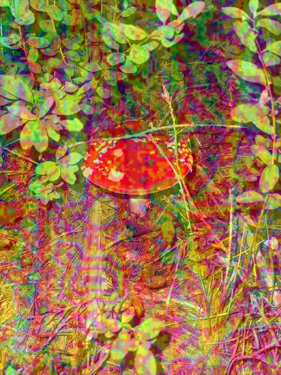 cogitothaumatos's tweet image. I’m tired of people doing meditation to lucid dream.. just take some amanita muscaria tea!!!!! …. At your own risk…

Well, spiritually.. this is all you need to reach infinity.. cogitare in miraculis
