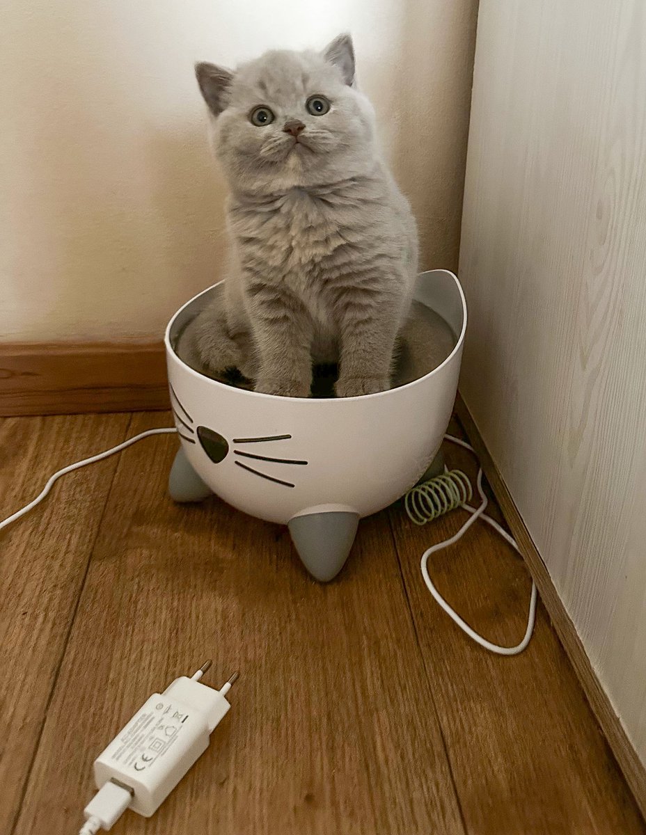Tady Cheryl se rozhodla, že fontána na pití je vlastně fontána na koupání… ⛲️🛁😸 #cháčka3