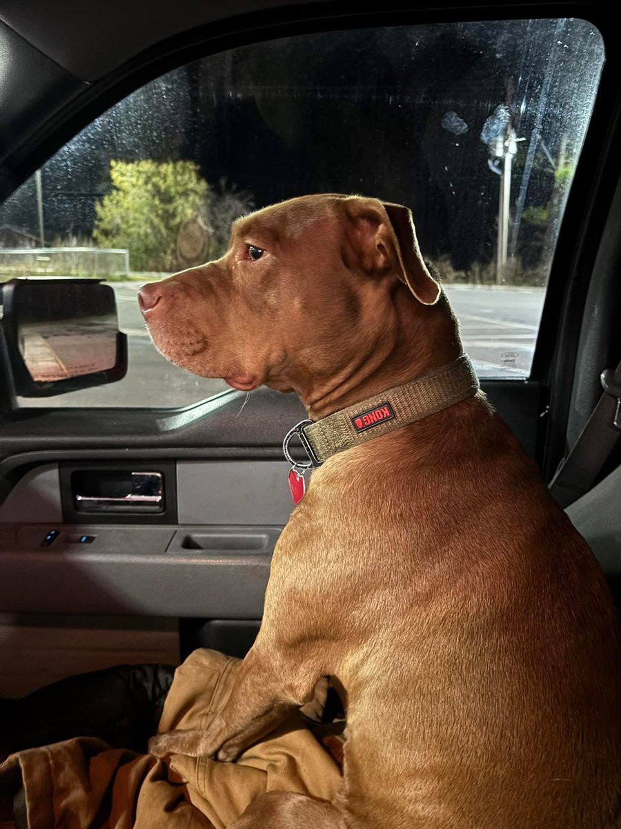 My date is patiently waiting for her double cheeseburger and vanilla milkshake in the drive-through❤️🐶