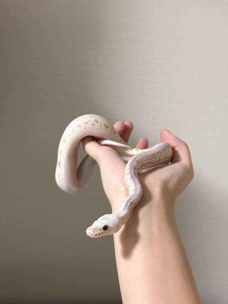 peachii_0w0's tweet image. 如此貌美 #ballpython #球蟒 #ボールパイソン