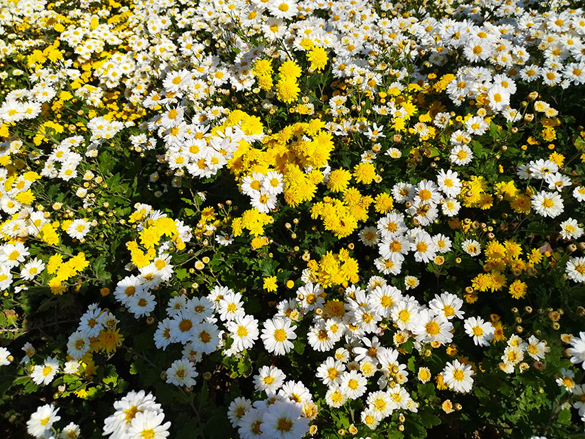 【未開封】白菊と黄菊ですが、それが何か 版画「白菊と黄菊ですが、それがなにか」 | TOSHU 絵かきの店