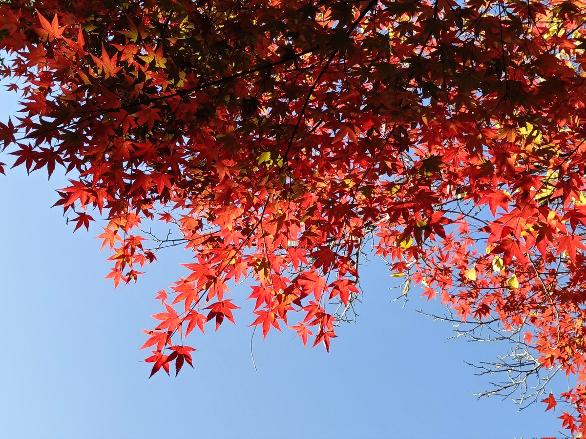 華娜子 （MIRIAH） tweet media