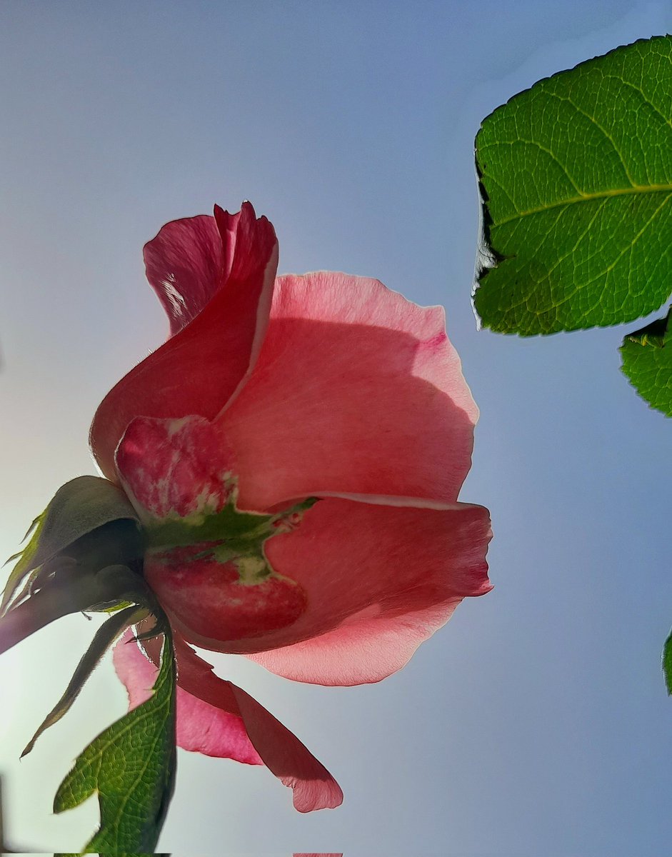 «Nemmeno un capello
del vostro capo
andrà perduto.
Con la vostra perseveranza
salverete la vostra vita»
Lc 21,5-19

#Vangelo 

Voglio, avrò —
se non qui,
in altro luogo che ancora non so.
Niente ho perduto.
Tutto sarò.

Fernando Pessoa
"Quero, terei",
[Poesias Inéditas]