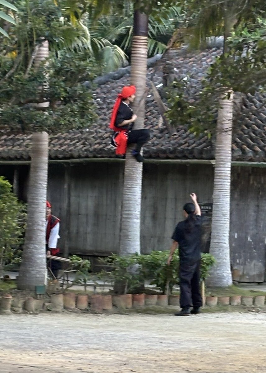 kijimuna_ryukyu's tweet image. こんにちは＾＾沖縄の琉球村です

ヤシの葉って、実はとても大きくて重いんです🌴
頭に当たるとマーマー痛いので＾＾;

できるだけ落ちる前に処理しているのですが、
硬い葉はなかなか落ちそうで落ちないことも…😅
怪我はしないでね