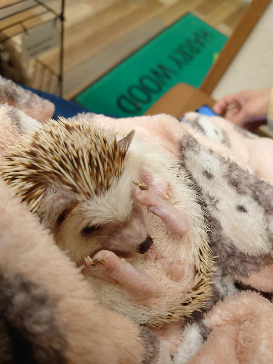 ハリ活曜日。
コロリンしてマッサージを要求してる？ハリちゃん🤭

🦔「さあ早くするでしゅ😤」