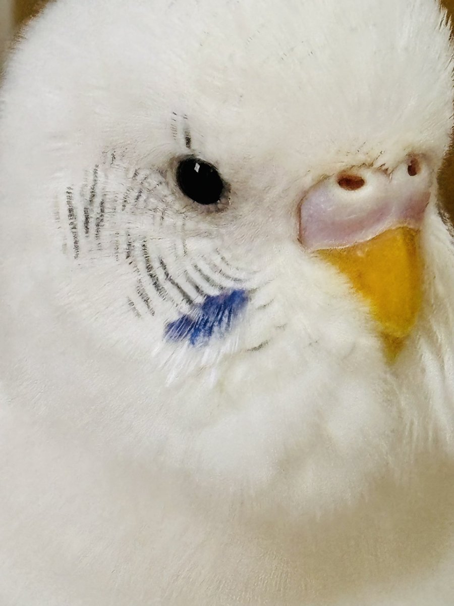 シータシータ♪ (@SORAxYURA) / Posts / X