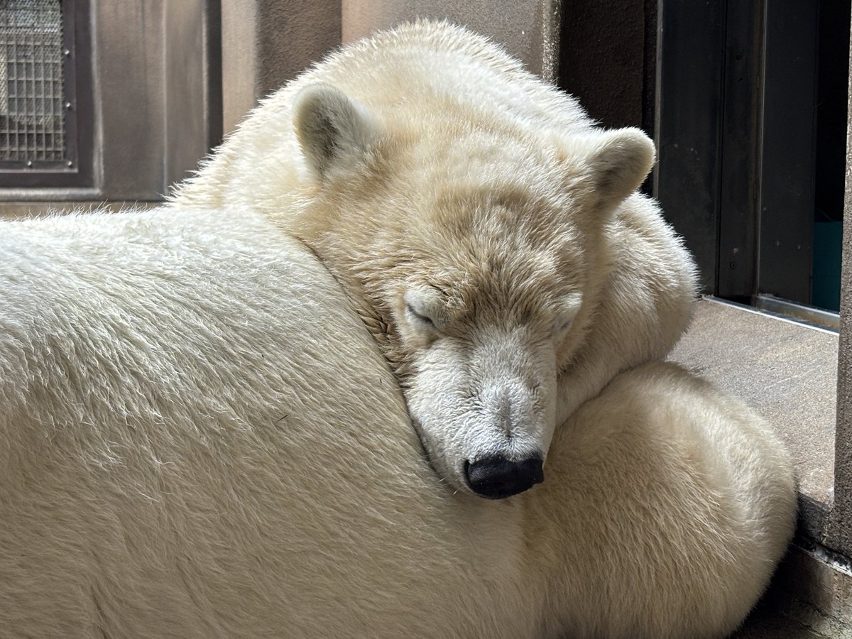 ZOORASIA_office's tweet image. １歳目前ですが、いまだにお昼寝はかかせないライ。パワーチャージの大切な時間です。そしていよいよ明日は、10:00よりライの誕生日記念日ガイド♪
場所の譲り合いにご協力をお願いいたします。
（#ホッキョクグマ の展示は、イベント開始時からとなります。）
#ライこんなに大きくなったよ #11月撮影