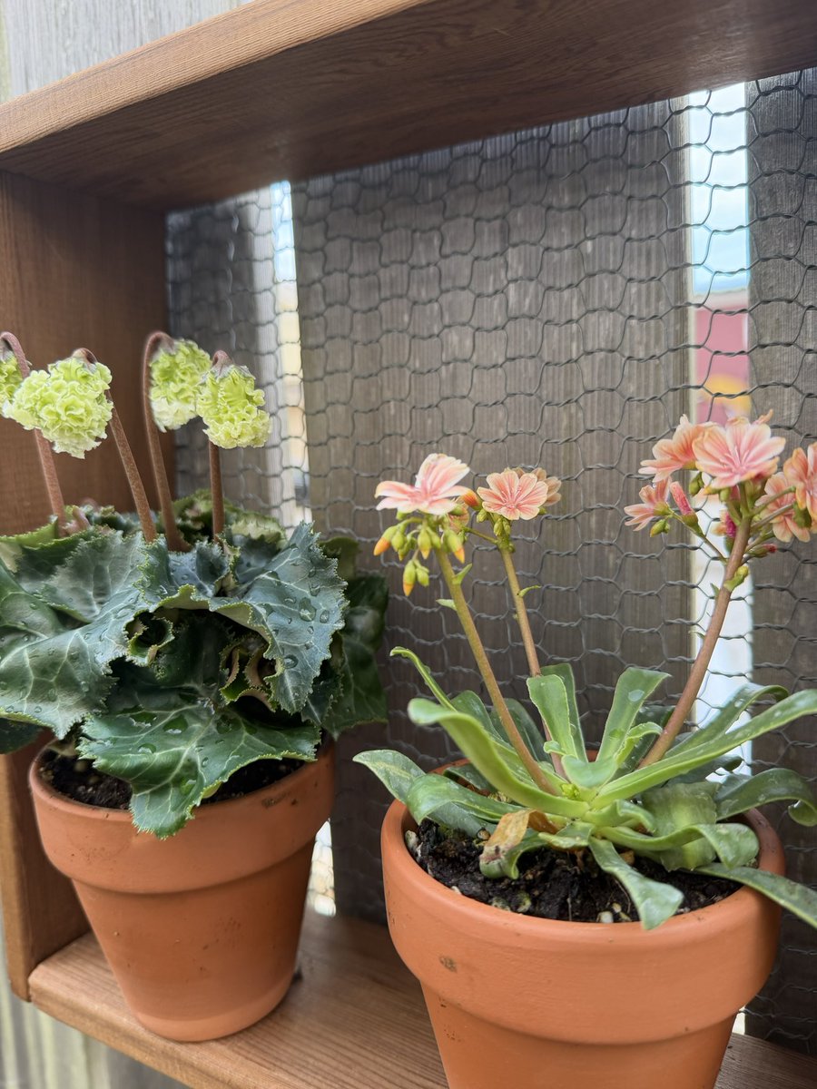 フラワー・ガーデニング imaruya_108 全ての商品