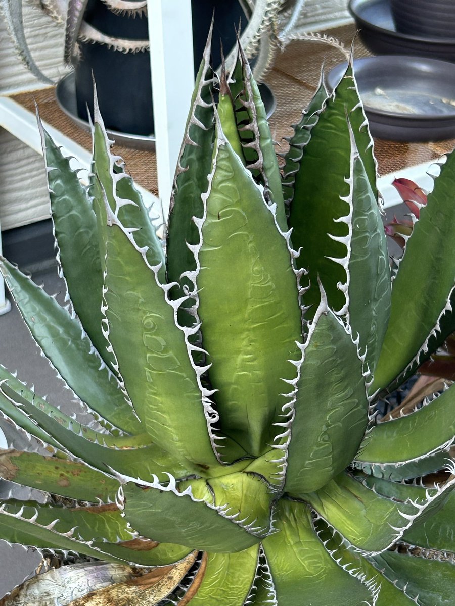 感謝を込めて。センペルビウム15(*´ω`*)Q 感謝を込めて。センペルビウム15(*´ω`*)Q 楽天市場】多肉植物 gr