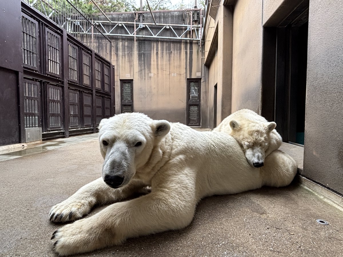ZOORASIA_office's tweet image. １歳目前ですが、いまだにお昼寝はかかせないライ。パワーチャージの大切な時間です。そしていよいよ明日は、10:00よりライの誕生日記念日ガイド♪
場所の譲り合いにご協力をお願いいたします。
（#ホッキョクグマ の展示は、イベント開始時からとなります。）
#ライこんなに大きくなったよ #11月撮影