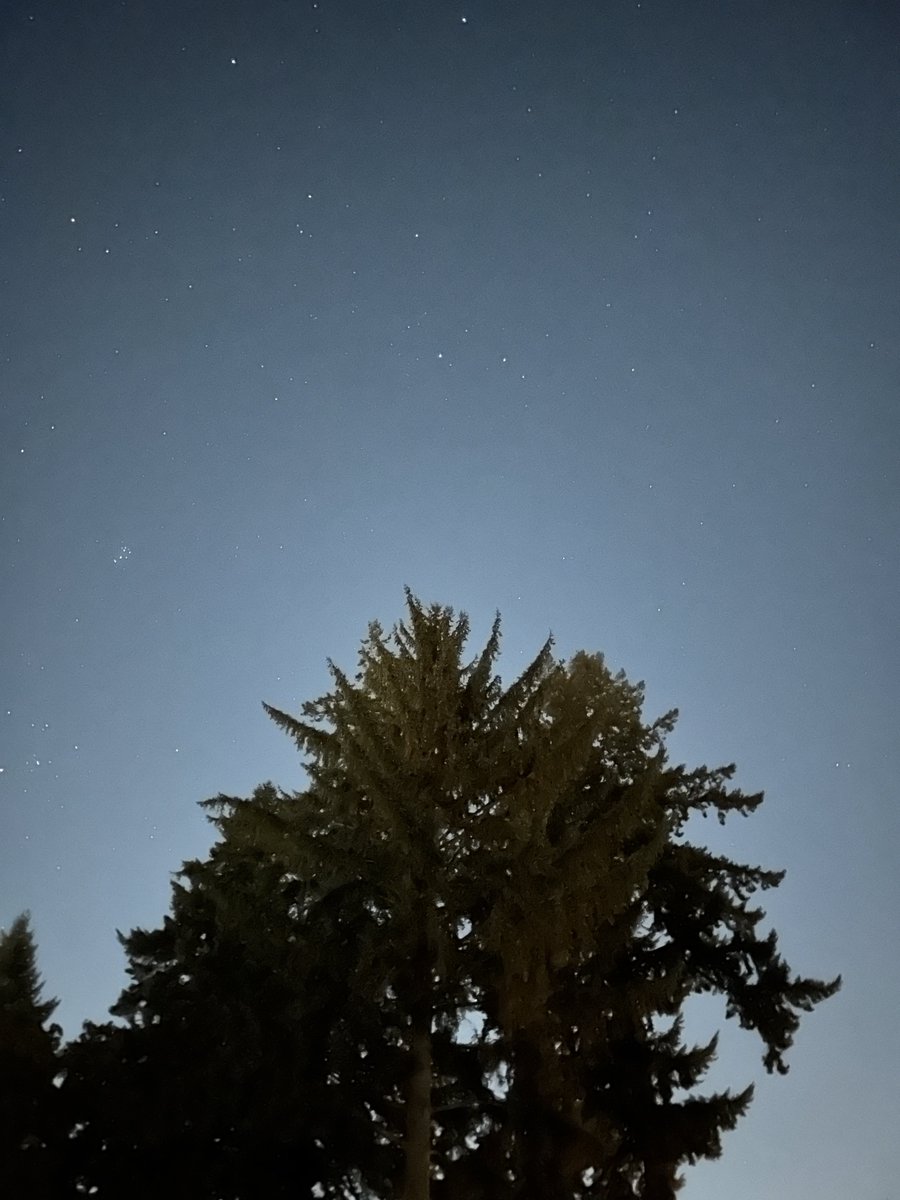 There’s a great horned owl in this tree