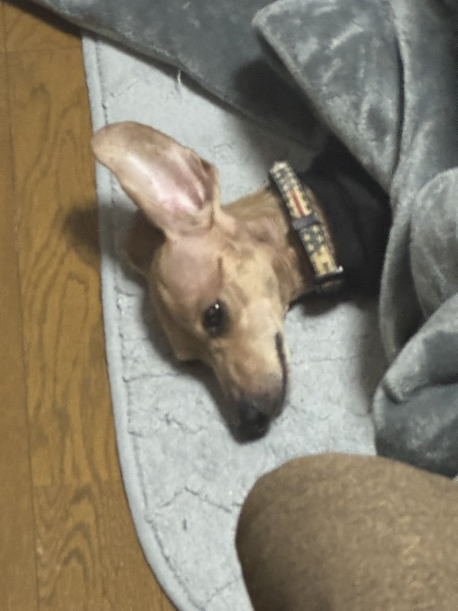 昼の部ありがとうございました！

13時過ぎに凄まじい勢いでお客様が来店されるのは今日も変わらず、ありがとうございます🙇‍♂️

夜はワンオペですが通常営業
よろしくお願いします🍜

全然関係ないですが昨日のうちのイッヌです