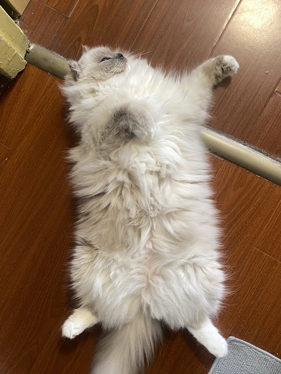 api_beer's tweet image. 天冷了，随地长毛毯