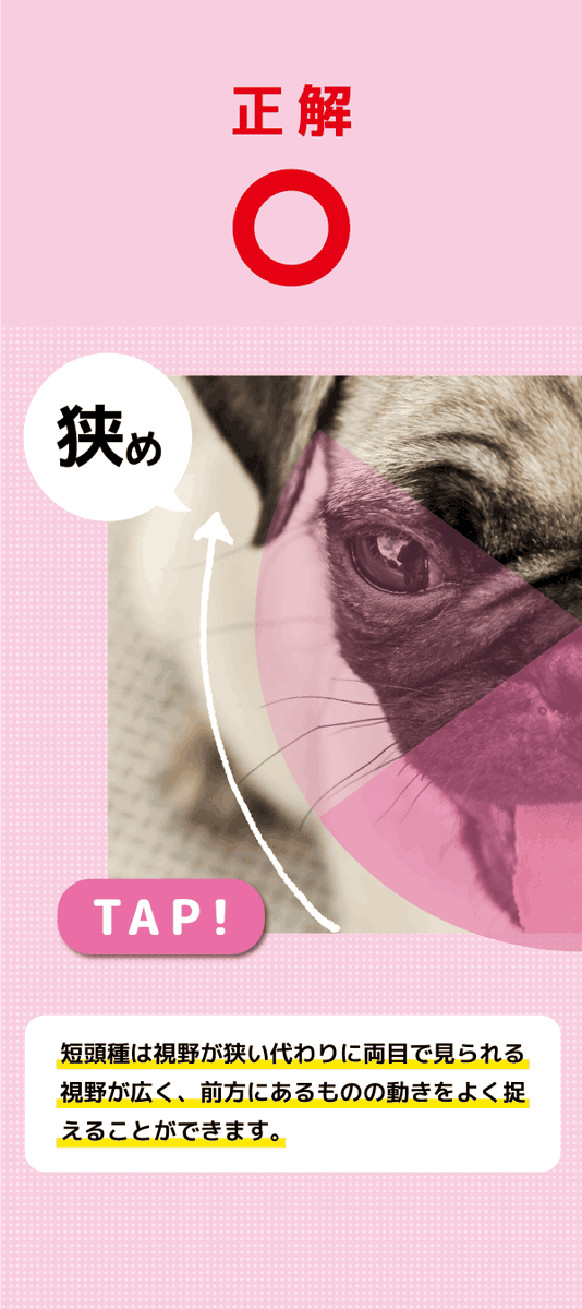 IPET__INS's tweet photo. ワンちゃんのフシギクイズ📝
「短頭種の視野の広さはどっち?」
【A or Bで返信】
A.狭め B. 広め
ヒントは“正面に強い”👀
コメントでA or Bを返信してね!🙌
#イヌのフシギ #犬クイズ #犬 #dog #ipet #アイペット #クイズ https://t.co/T0j2iYvNIG