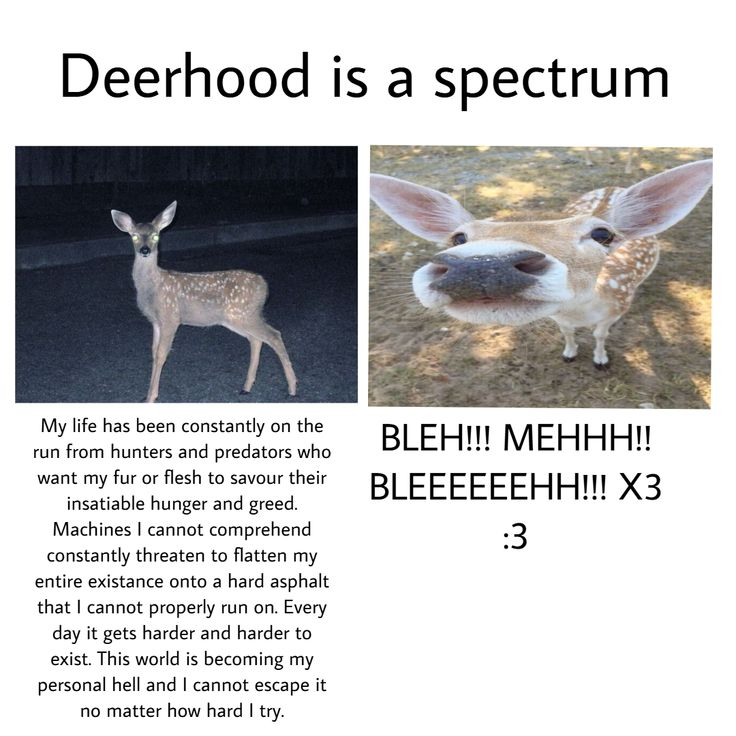 Ev🦖 (@evissillly) on Twitter photo 