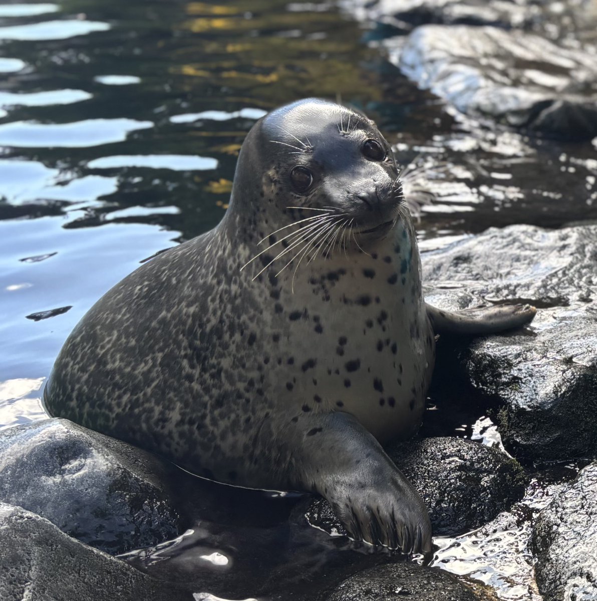 pm_nw5's tweet image. ひまわりちゃん！可愛かった！ε(  c ´ω｀)( ´ω｀っ  )3