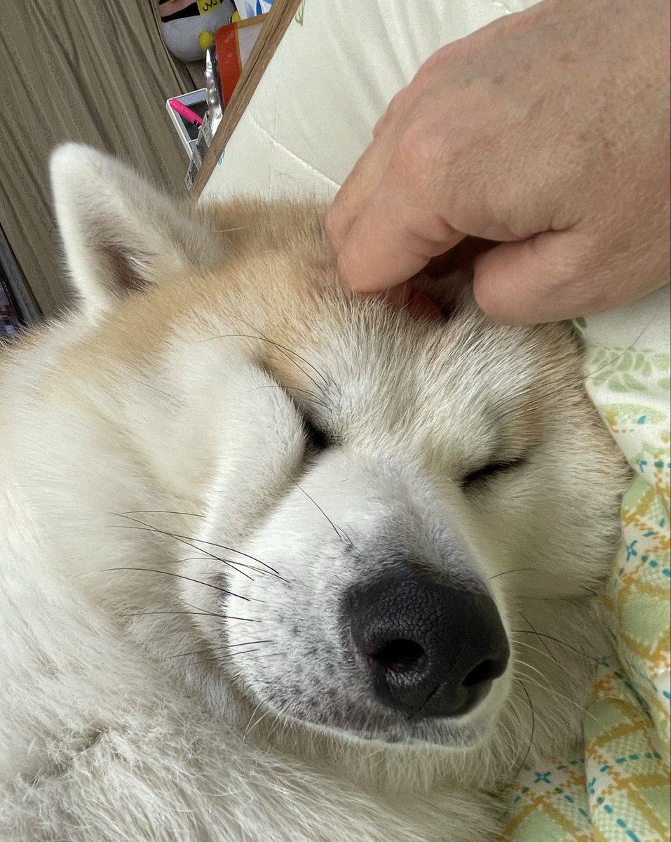 秋田犬 もも (@pepe222momo119) / Posts / X