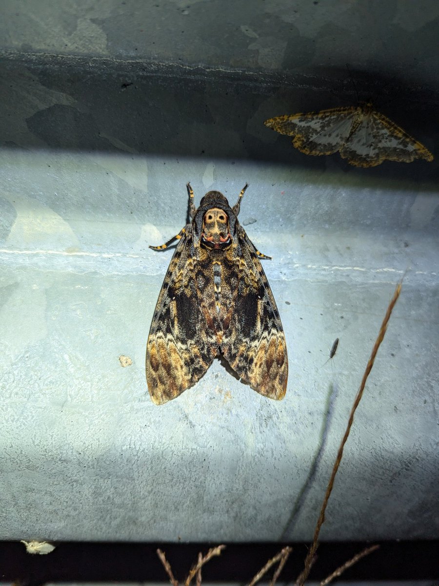 台湾採集記9/25Day4-2
目覚めると夜19時。諦めきれず再トライへ。狙いはカブリモドキ。登っているとライトラ達がちらほら。話しかけてみると色々見せてもらえてみんな優しすぎた。最後にはmaximusマスターに出会いウハウハでした。こんなに見れると思ってなかったありがとう台湾。