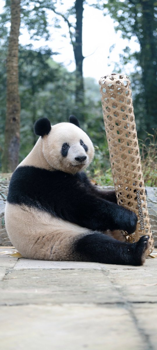 今日、シャンシャンはまた竹夫人で遊んだ😍
📷20251116PandaFan@Bifengxia