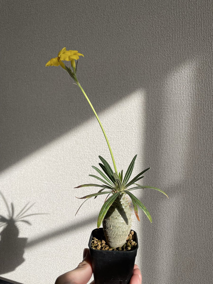 園芸グランドスラム Community on X - 643 Members