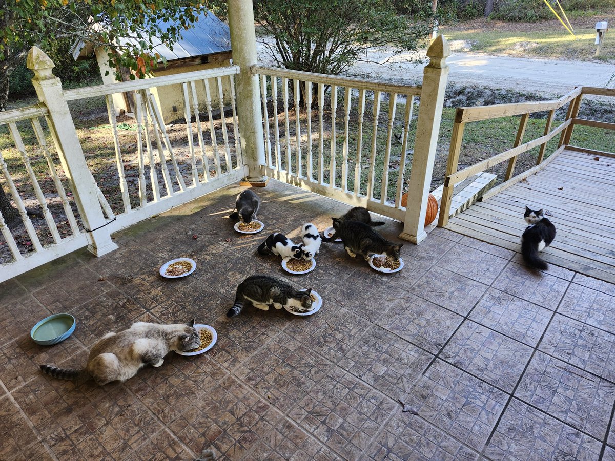 🐈 Ranae 🐈‍⬛ tweet media