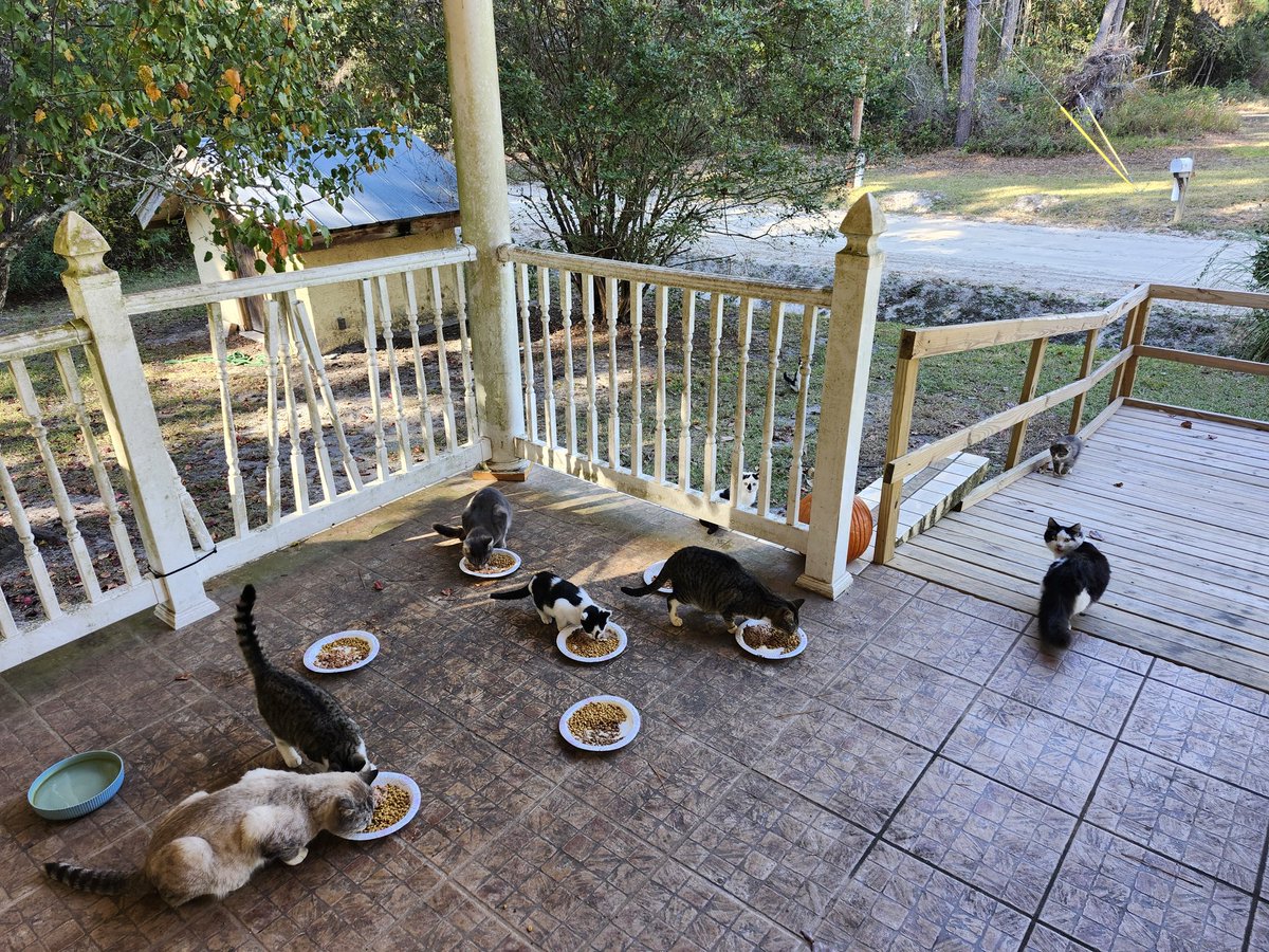 🐈 Ranae 🐈‍⬛ tweet media