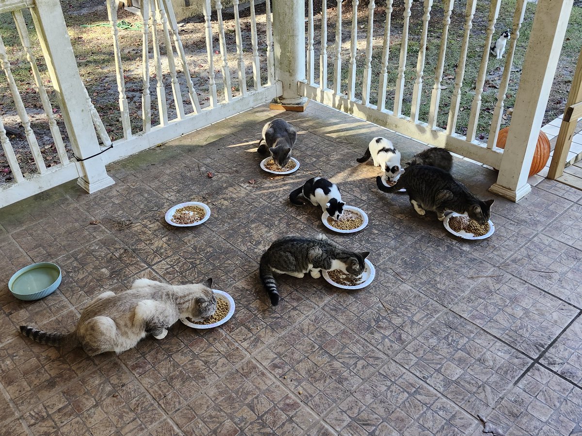 🐈 Ranae 🐈‍⬛ tweet media