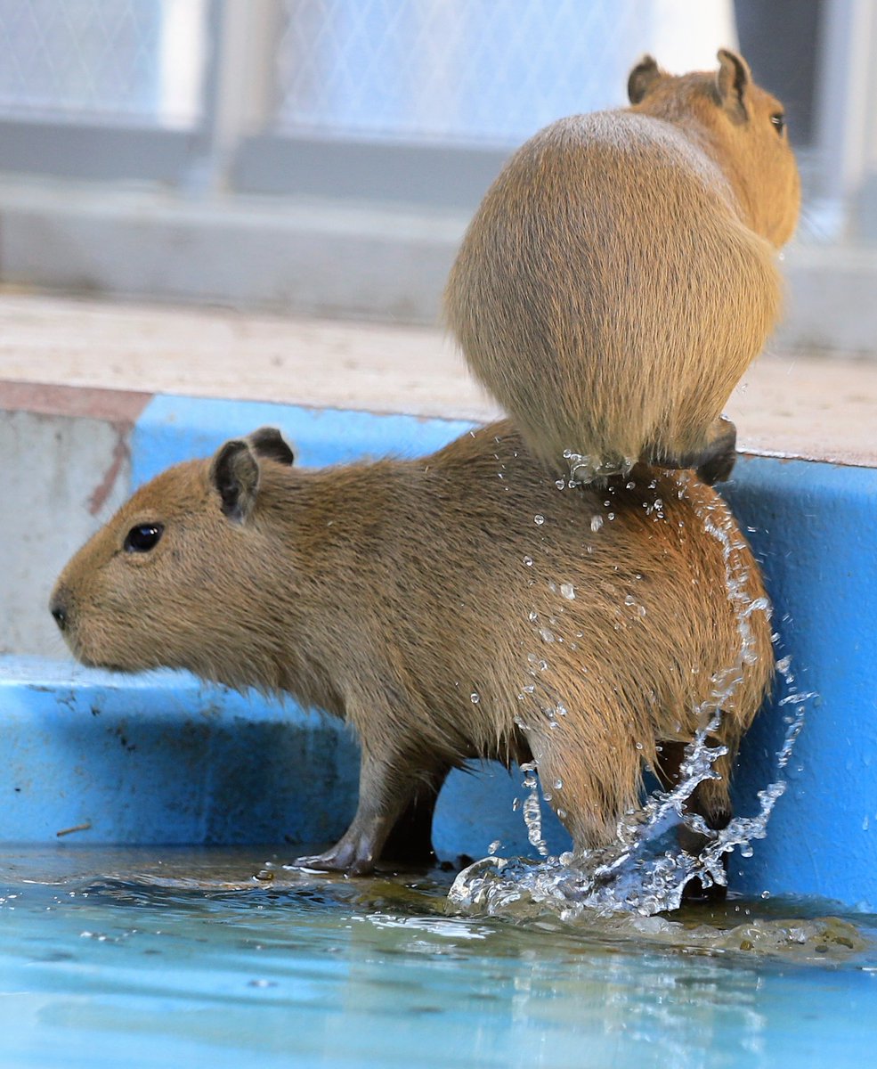 カピバラページ なるとが初登場】カピバラのえさやり体験 - 北九州市立響灘緑地