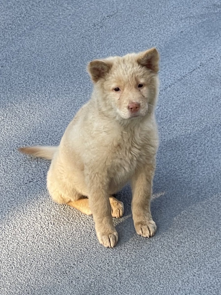 AmexNFT's tweet photo. met this very cute dog after hittin the gym, reminder me of dobby @SentientAGI 🐕 https://t.co/7PZDsNl73D