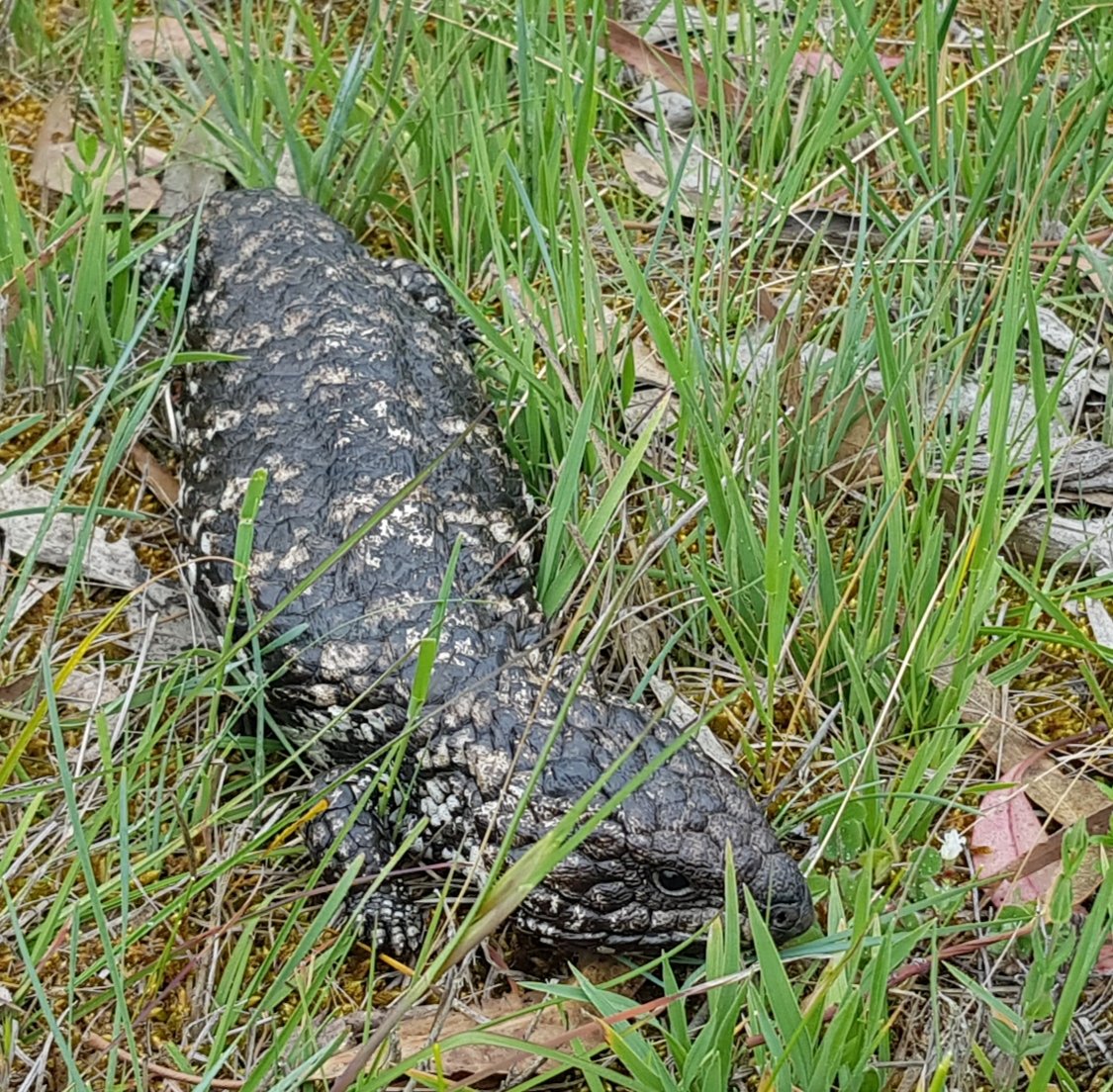 Paradoxa18's tweet photo. just about warmed up
then the sun disappears
#shingleback https://t.co/k1Y0Jc8PbA