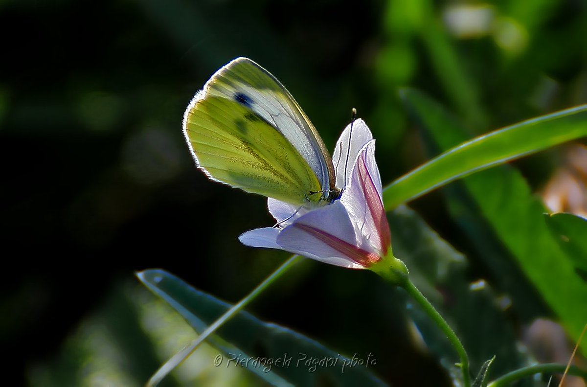 Arrivi il giorno.
Con fare discreto,
arrivi come farfalla,
leggero e gentile.
Nel volo del tempo,
vi sia un sorriso.