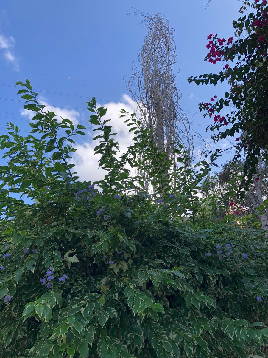 Good morning X-Friends…🪻☕️
Have a blessed and relaxing Sunday 🌳⛅️🪻🌺🌸💙🤍💚
My photo 📸

#SundayMorning 🪻 #CoffeeTime ☕️ #NatureBeauty 🌳 #StayPositive 💐 #Blessings 🤍 #PeaceAndLove 🕊️