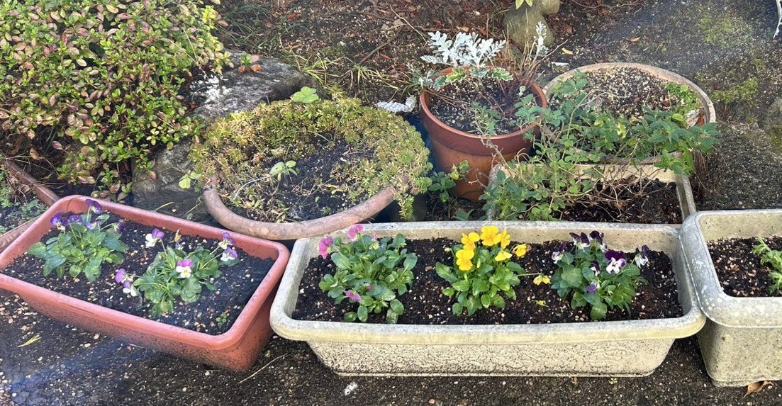 今日はいいお天気だったのでお花植え替えました🌹☺️
綺麗に咲いておくれ〜🥰

寒くなってきたので皆様も体調にはお気をつけてでございます☺️🤖🍌