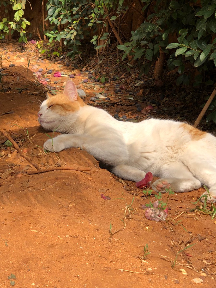 Have a relaxing Sunday dear friends…🌼🍂☕️🐈🧡🤍🧡
My photo 📸

#GoodMorningEveryone 🌼 #CoffeeTime ☕️ #CatsLover 🐈 #SundayVibes 💐 #BeKindAlways 🧡 #Blessings 🤍 #PeaceAndLove 🕊️