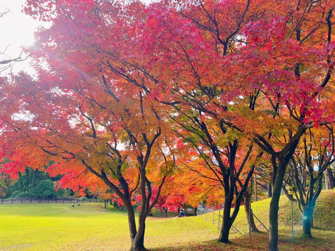 コスプレイヤーここねのTwitter画像25