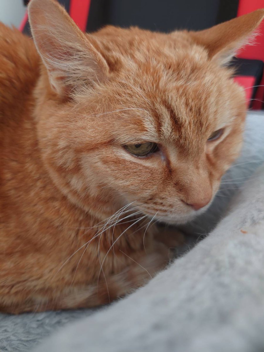 即購入ページ ネットオークション #相模原市 #厚木市 #海老名市 本日、ネット