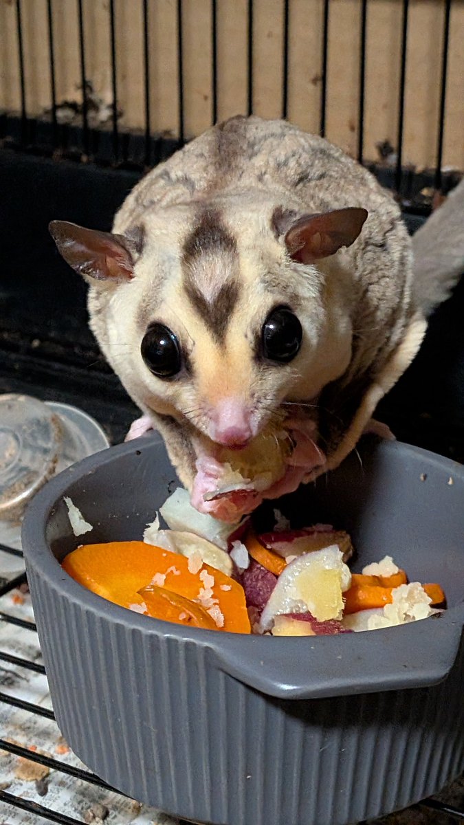 dotenomomonga's tweet image. 秋はお芋が美味しいね

#フクロモモンガ
#json