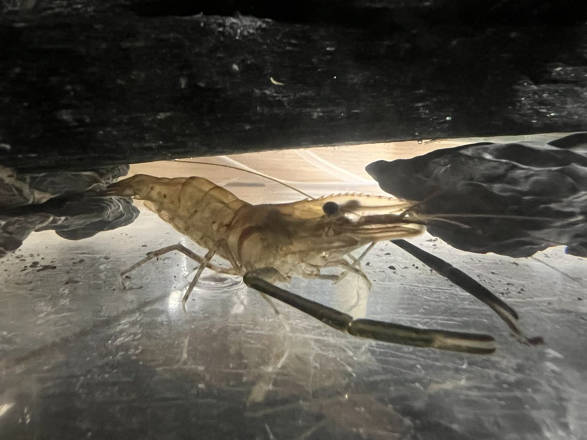 kimuraebinamazu's tweet image. ご縁あってテナガエビx4匹お迎え！
わしゃわしゃしてて見てて楽しい😃
あ、食用ではありません🦐（エビカニ大好きやけど甲殻類アレルギー）
#テナガエビ