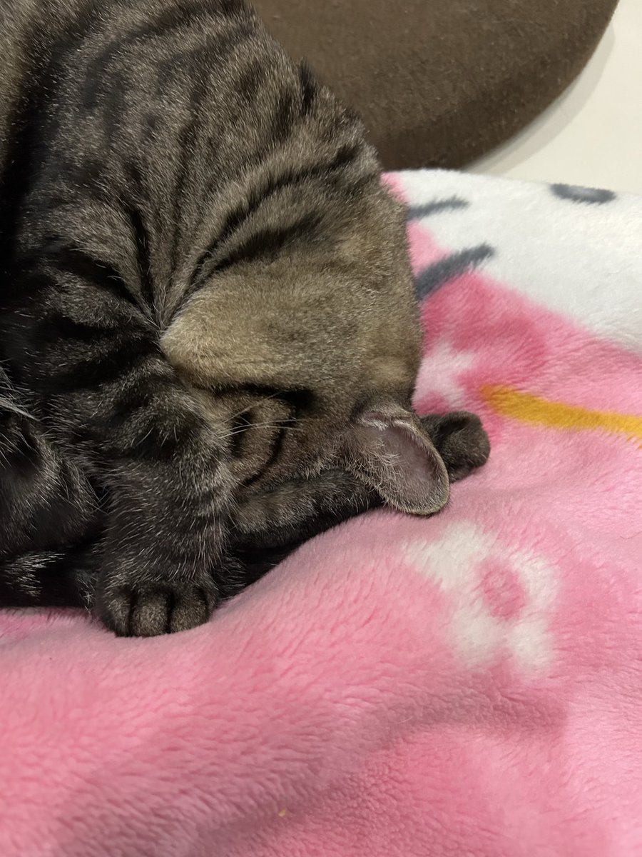 IRO87089129's tweet photo. 遊び疲れなのか､､､
いや、昼間も寝てたから疲れるわけ無いが､､､ https://t.co/FJjRqf0ysy