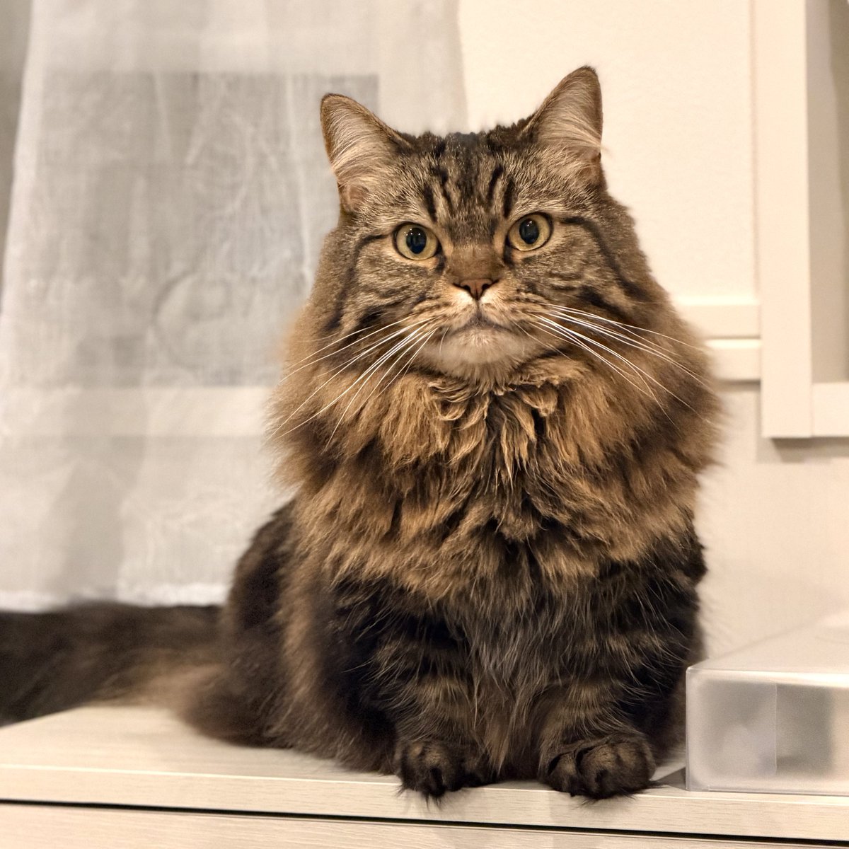 お立ち台に上がってる