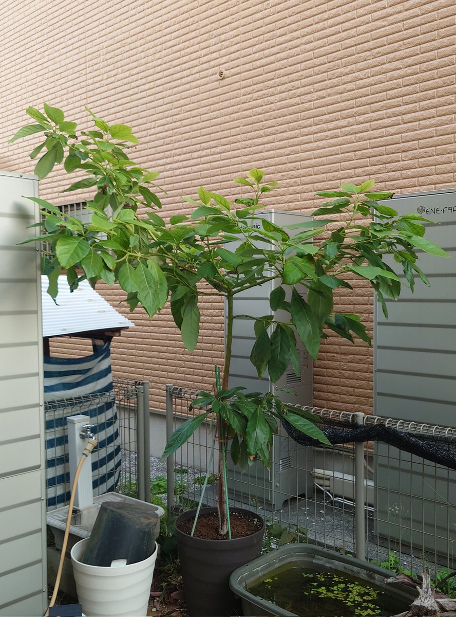 yasu1569's tweet image. 11/16のアボカド