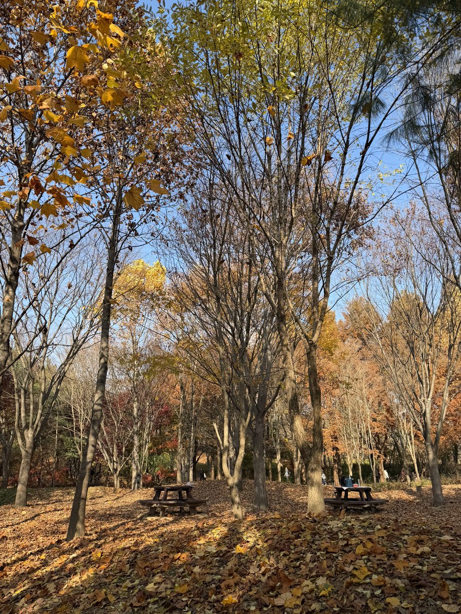 11월 16일 인천대공원 춥기 전에 가을을 많이 즐기고 왔다.