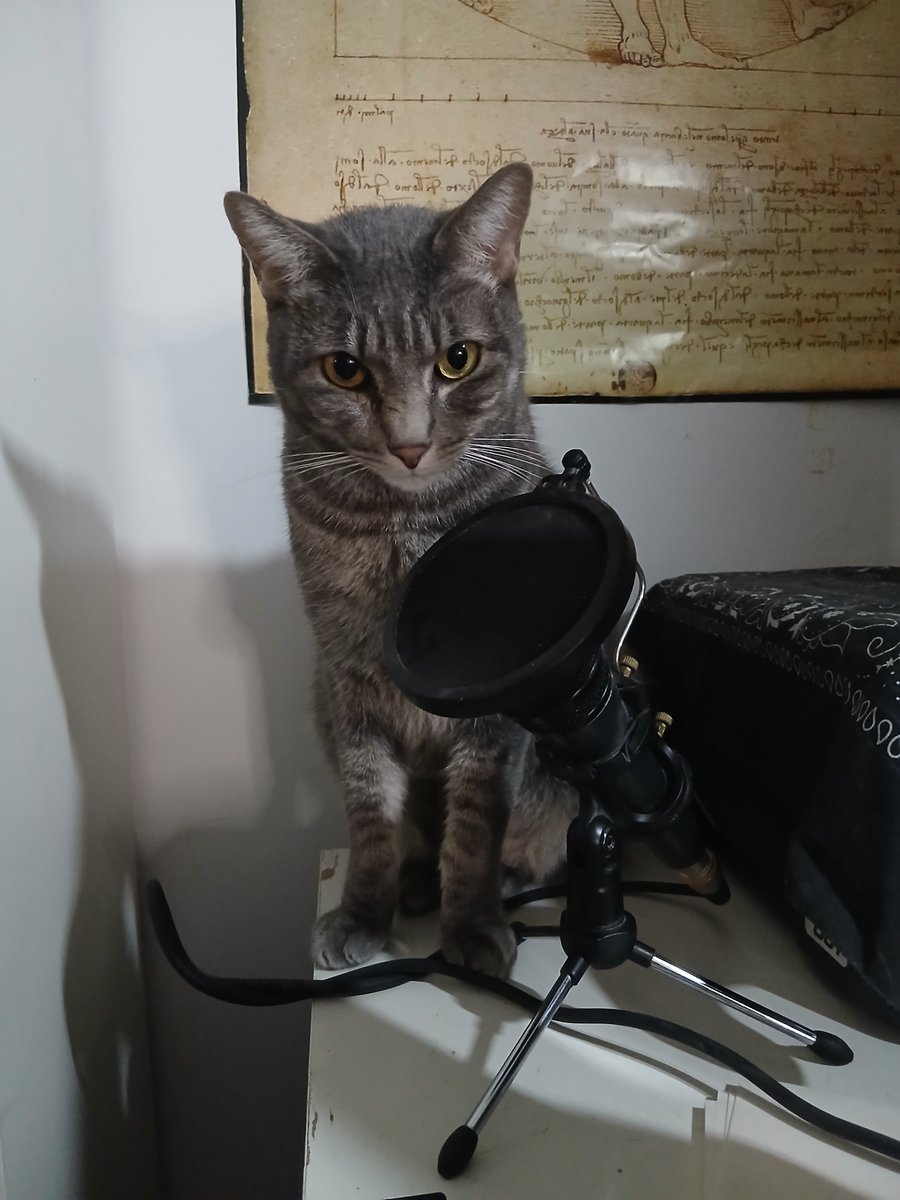 Felinarium_'s tweet photo. Crocanti quiere que le abra una cuenta en Twitch para hacer directos de juegos de gatos.
#Cat #CatsOfTwitter #Gato #Fotogénico #EnAdopción #Miau #Meow #Sevilla https://t.co/KD7ECyvmpn