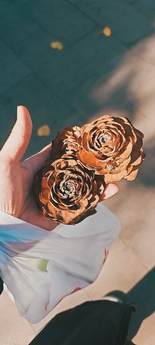 minzhen2005's tweet image. 依然拾取学校里从树上掉楼下
​如同外翻的玫瑰一般的松果