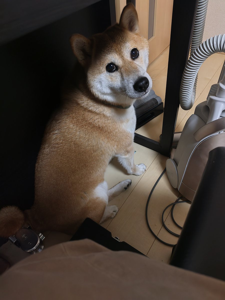 erikorody's tweet photo. リビングで急にカメムシが飛んで怖がるふう太
次男が虫取り網で無事捕縛するも、しばらくは怯えてた🥺 https://t.co/zoqSvFJni8