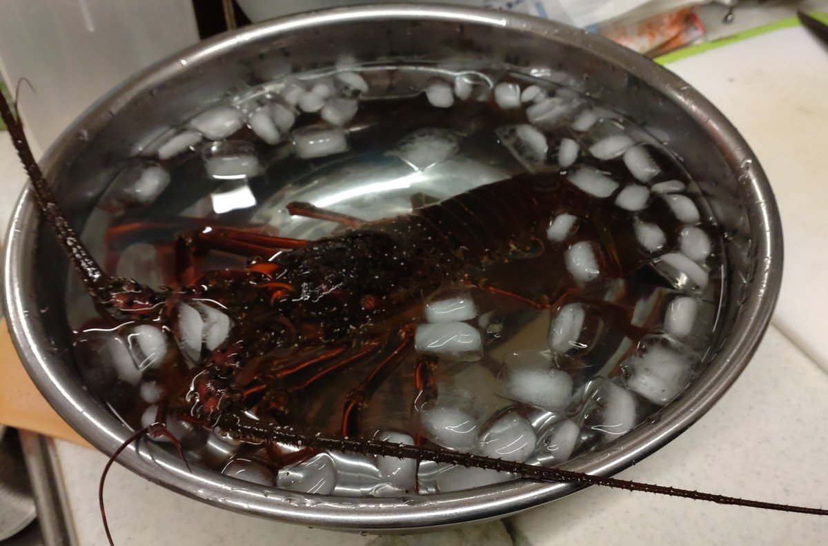 Bonjin_MH's tweet photo. 冗談で言った伊勢海老をマジで買ってこられて目ん玉かっぴらきなみーちゃんの顔を拝み、今回の旅行は終了！
1人旅行が俺の趣味に加わりました。 https://t.co/TcKYGJZkKi