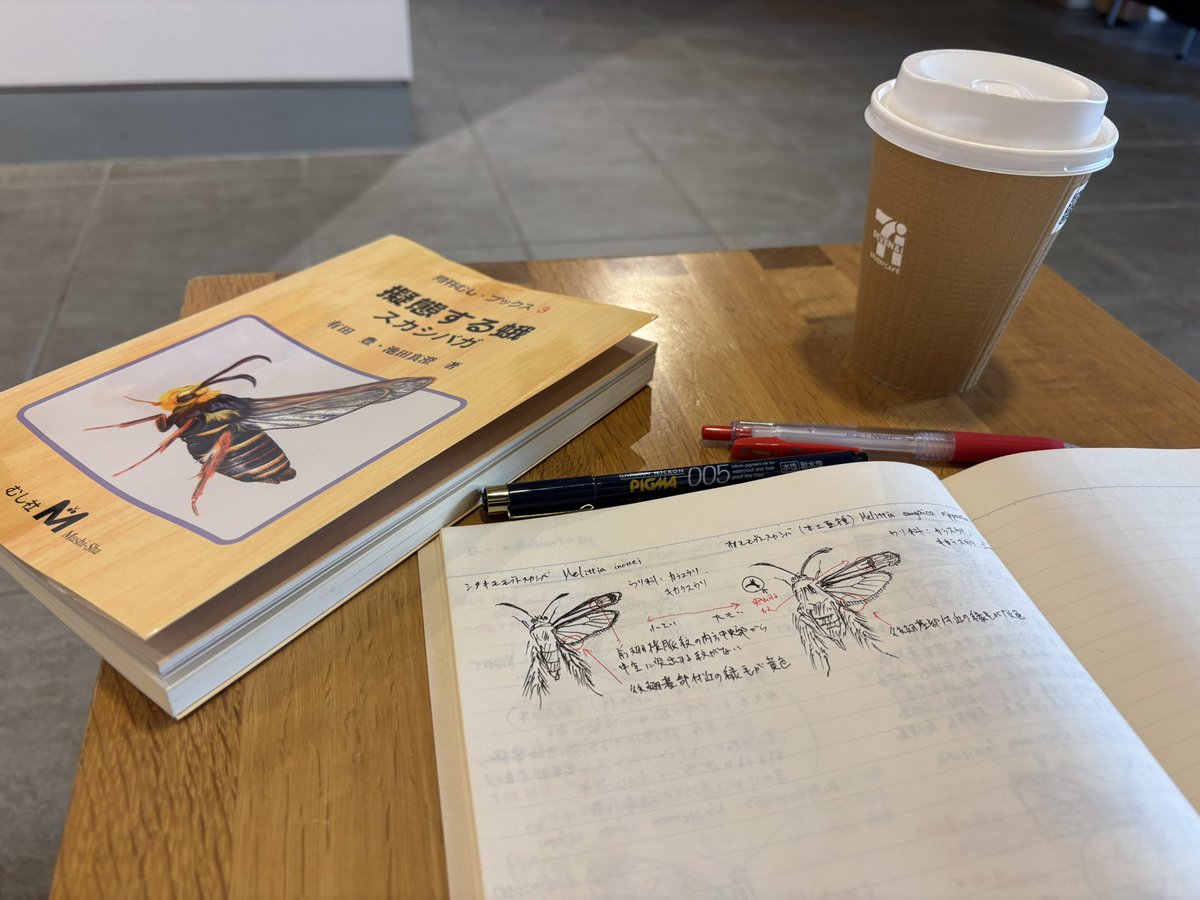 オープンからしばらく暇だったので"オオモモブトスカシバ"と"シタキモモブトスカシバ"の違いを座学しました。